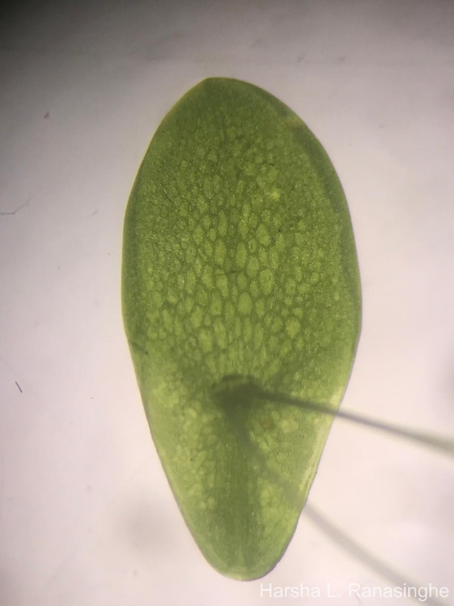 Spirodela punctata (G.Mey.) C.H.Thomps.